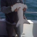 Hammerhead 03072011 Hammerhead 03072011