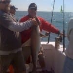 Hammerhead 2 Hammerhead 2