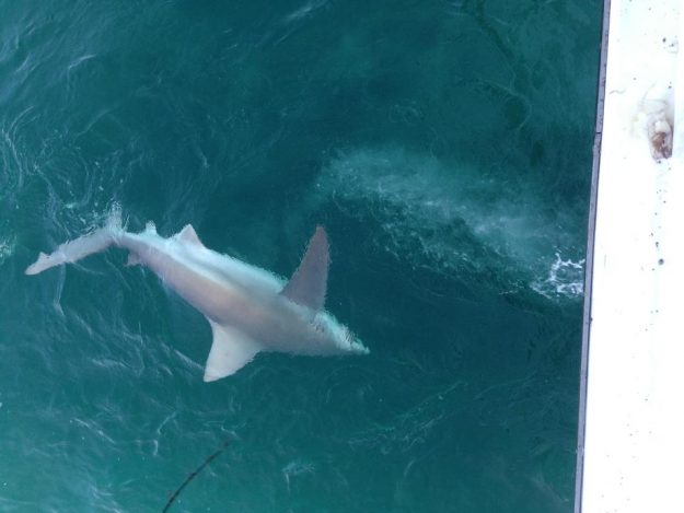 big shark fishing florida white grey
