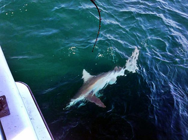 deepsea charters