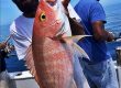Deep Sea Fishing Port Canaveral silky snapper red