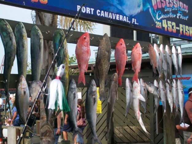 deep sea fishing sharks mahi snapper grouper jack trigger fish