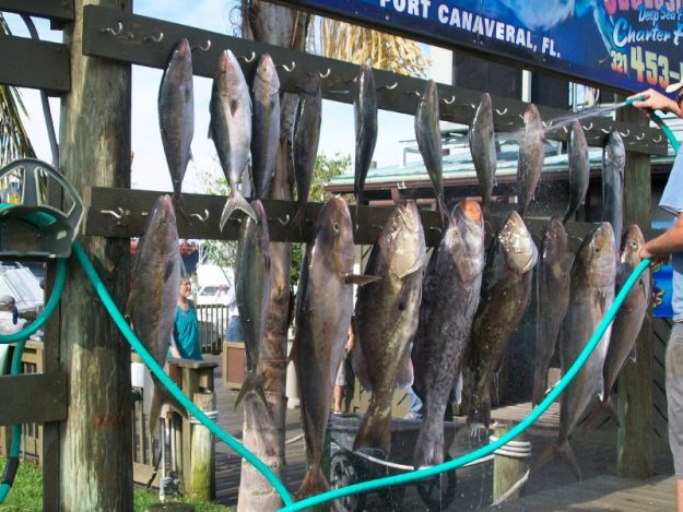deep sea fishing report catch of the day