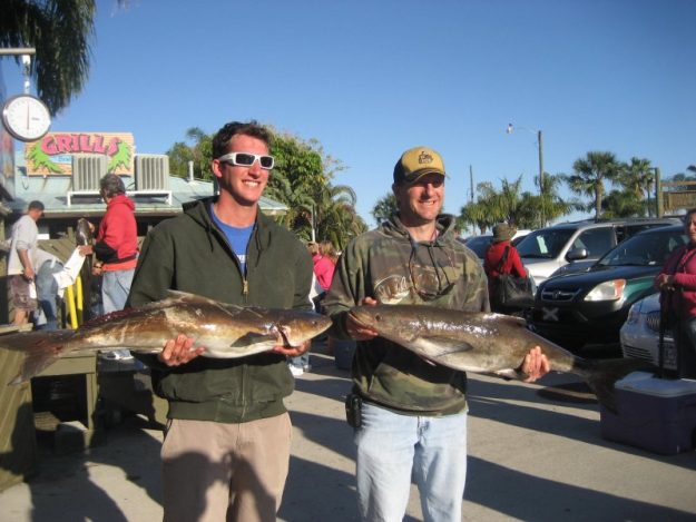 deep sea fishing cobia fish