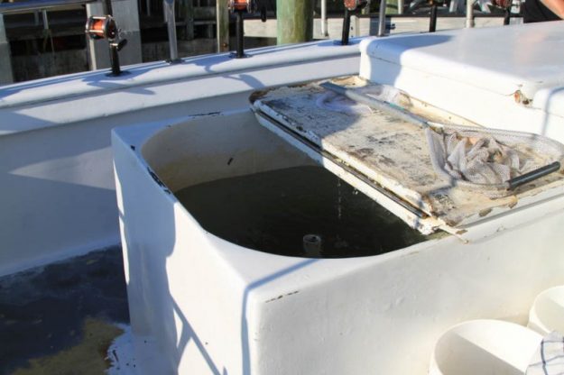 charter fishing florida bait well