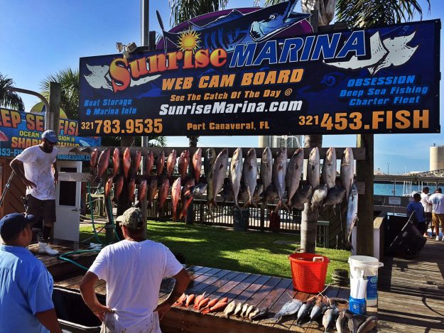 deep sea fishing amber jack snapper and mahi