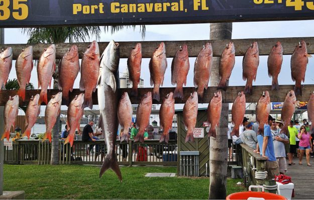deep sea fishing mangrove snapper